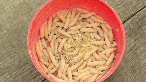 Fishing worms in red bin  Stock Footage 89774810