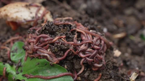Fishing Worms. The worms used for composting are known by various names Stock Footage 306824684