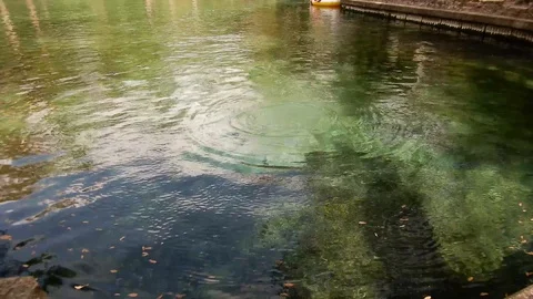 FishL Leaping in a pond Stock Footage 104143600