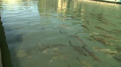 Fishlake10 Stock Footage 25762999