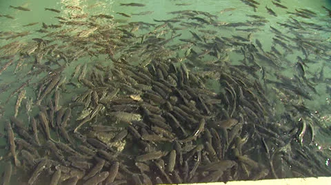 Fishlake11 Stock Footage 25763609