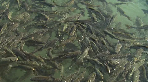 Fishlake3 Stock Footage 25754187