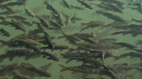 Fishlake4 Stock Footage 25754855