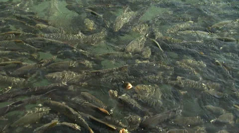 Fishlake5 Stock Footage 25754956