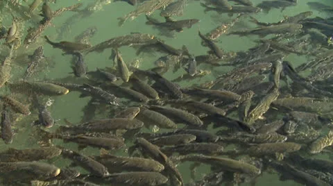 Fishlake7 Stock Footage 25762052