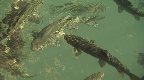 Fishlake8 Stock Footage 25762116