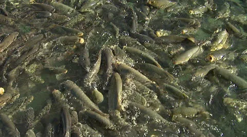 Fishlake9 Stock Footage 25762892