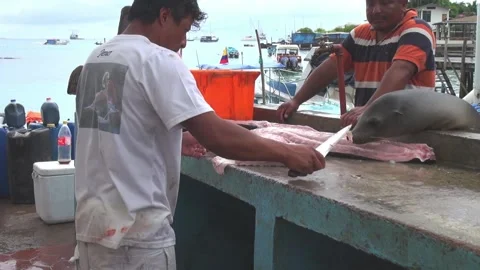 Fishmarket Stock Footage 149802046