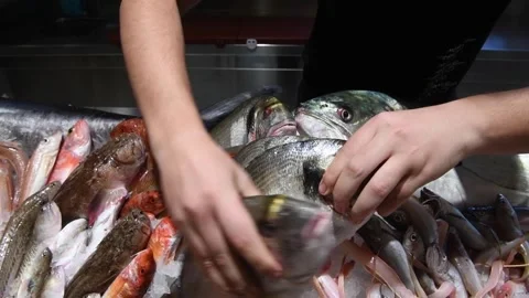 A fishmonger arranges fresh fish at Mercato Centrale in Milan, Italy Vídeos de archivo 160599718