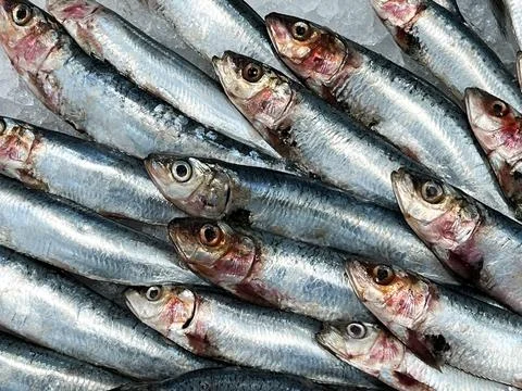Fishmonger - Fish - Mackerel Stock Photos