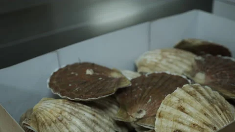 Fishmonger opening a box with Scalops Stock Footage 163317916