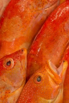 Fishmongers display closeup Stock Photos