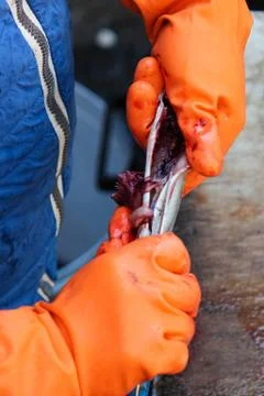 Fishmongers hands in orange gloves pulling the roe and guts out of a fish Stock Photos