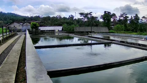 Fishpond Stock Footage 167798790