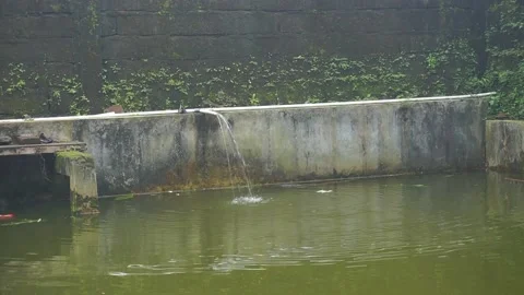 Fishpond Video stock 195293570