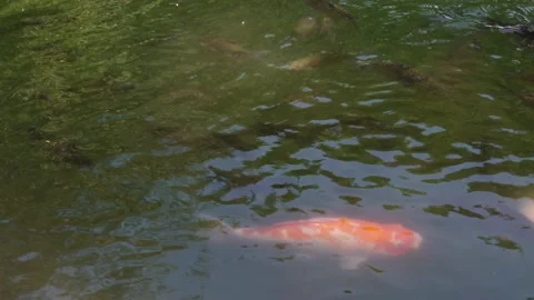 FISHPOND Stock Footage 231748190