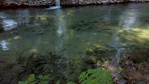 Fishpond Kefalari Stock Footage 132698504