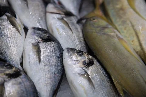 FISHS 01 스톡 사진