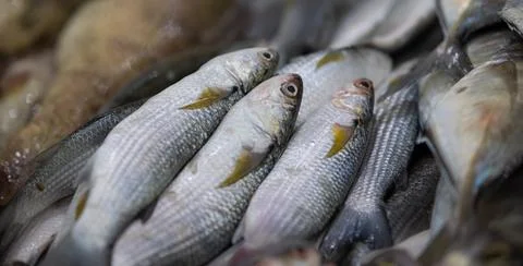 FISHS 02 Stock Photos