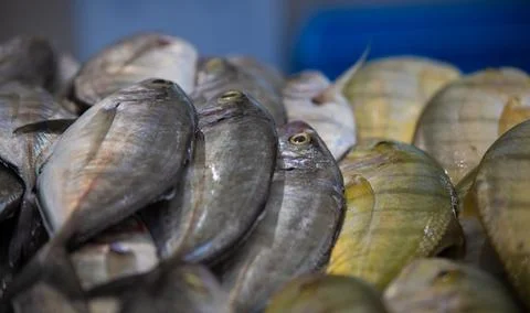 FISHS 03 스톡 사진