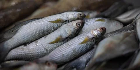 FISHS 04 Stock Photos