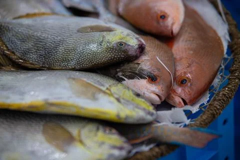 FISHS 05 Stock Photos