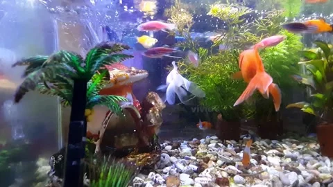 Fishs in aquarium Stock Footage 209535800
