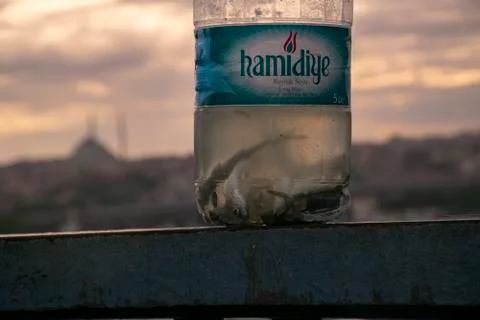 Fishs in empty water bottle Stock Photos