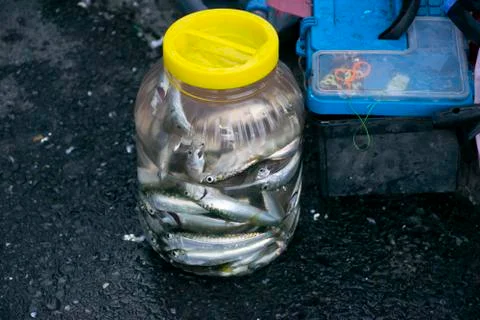 Fishs in empty water bottle Stock Photos