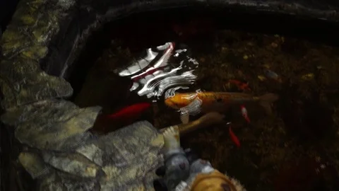 Fishs Stock Footage 125564005