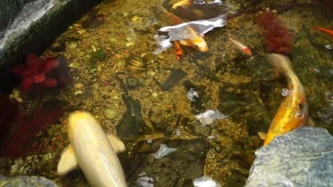 Fishs Stock Footage 125564024