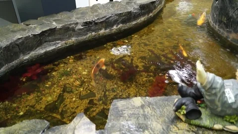 Fishs Stock Footage 125564025