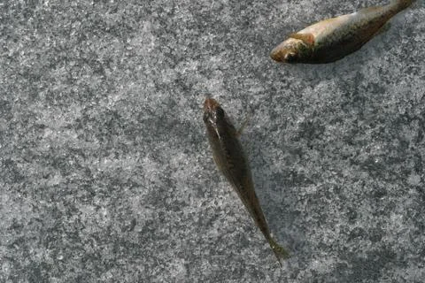 Fishs on ice Stock Photos