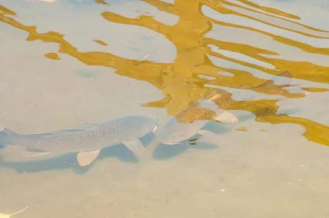 Fishs in a lake Stock Photos