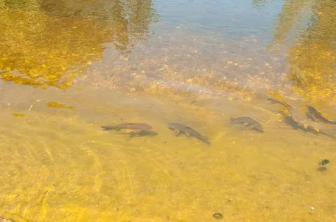 Fishs in a lake Foto stock