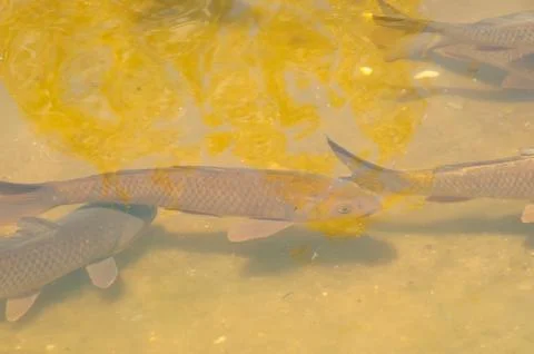 Fishs in a lake Stock Photos