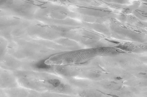 Fishs in a lake Stock Photos