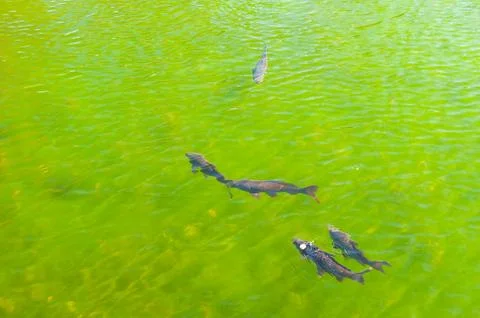 Fishs in a lake Stock Photos