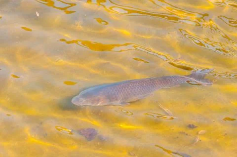 Fishs in a lake Stock Photos