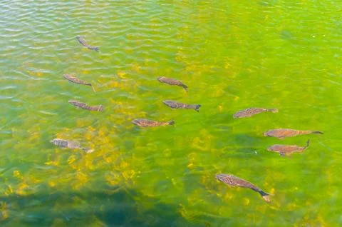 Fishs in a lake Foto stock