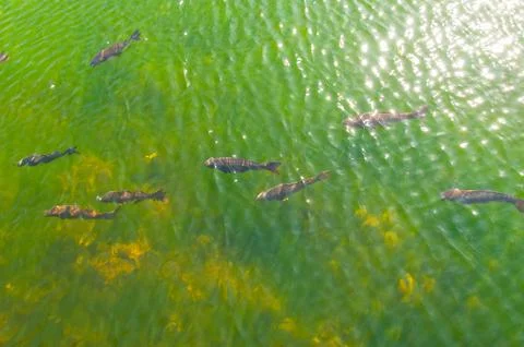 Fishs in a lake Foto stock