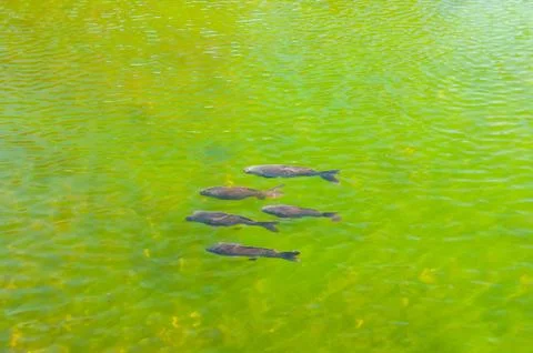 Fishs in a lake Stock Photos