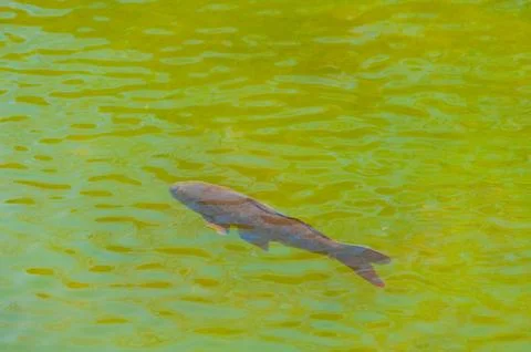Fishs in a lake Stock Photos