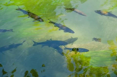 Fishs in a lake Stock Photos