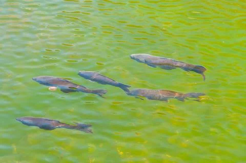Fishs in a lake Stock Photos