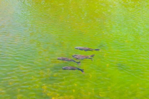 Fishs in a lake Stock Photos