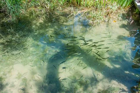 Fishs in a lake Stock Photos