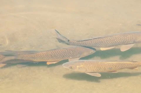 Fishs in a lake Stock Photos
