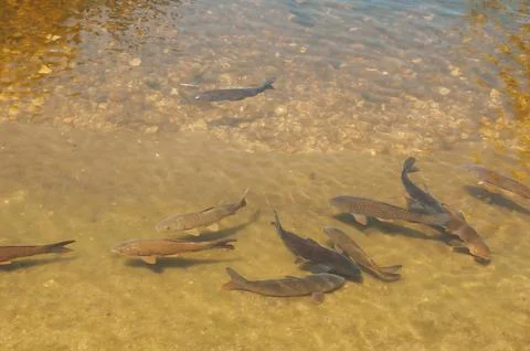 Fishs in a lake Foto stock