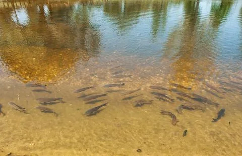 Fishs in a lake Stock Photos